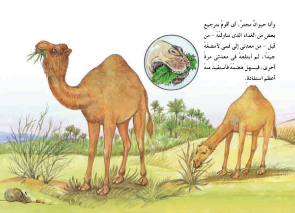 الجمل 11