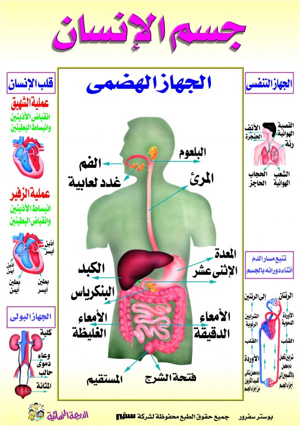 بوستر جسم الإنسان 1 scaled